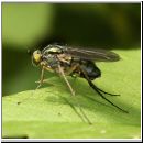 Dolichopoda sp - Langbeinfliege 01b.jpg